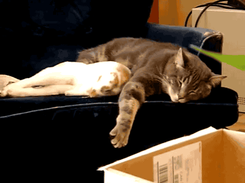 2.gif